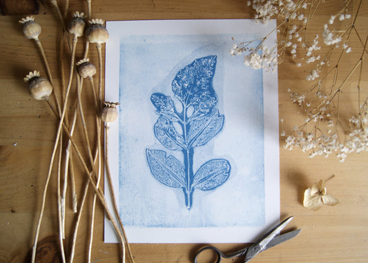 Pressed Privet Blossom Relief Print