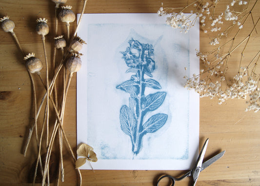 Pressed Wild Borage Relief Print