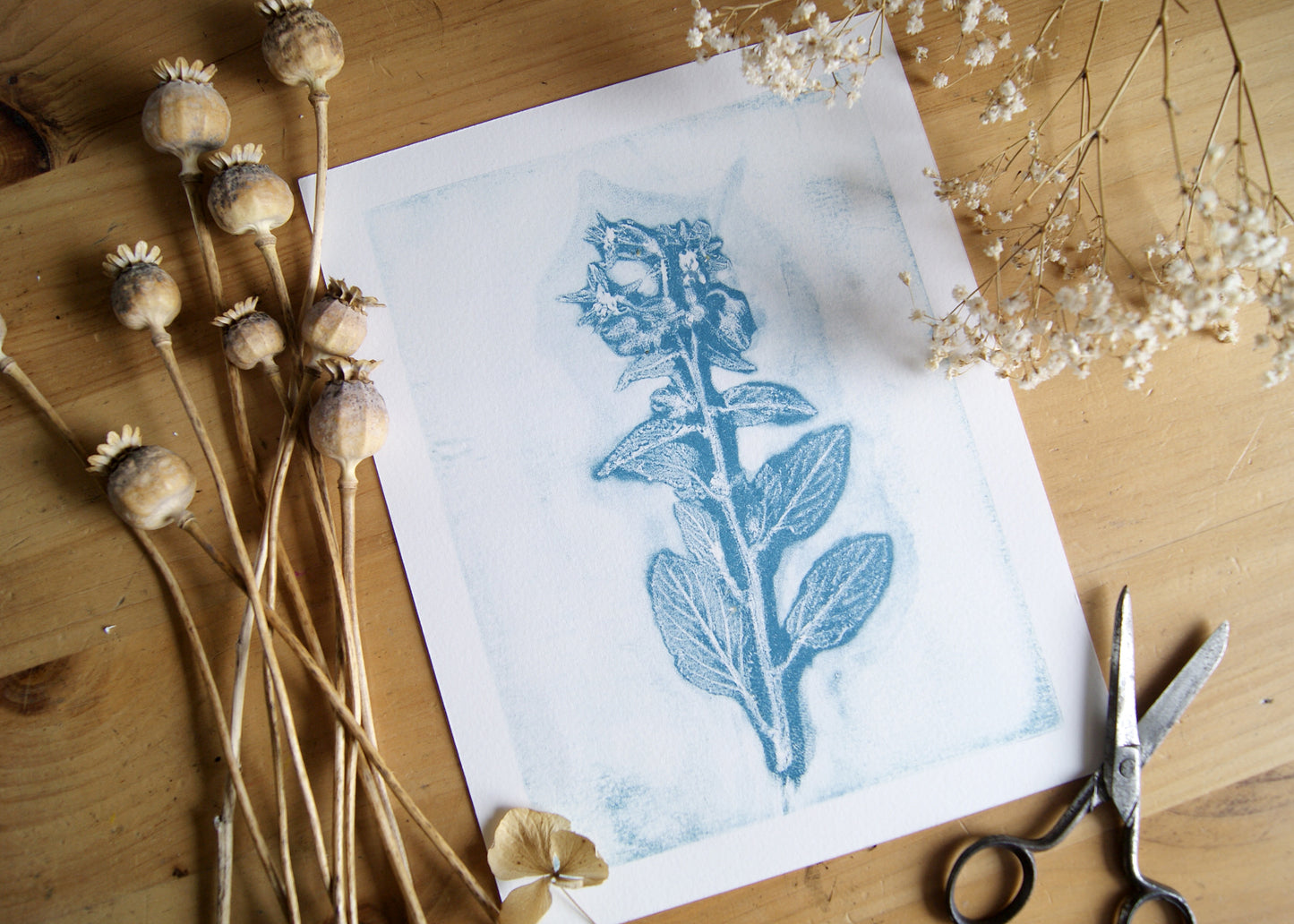 Pressed Wild Borage Relief Print