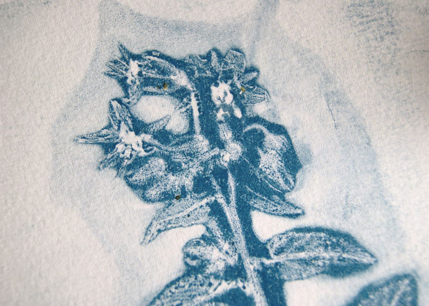 Pressed Wild Borage Relief Print