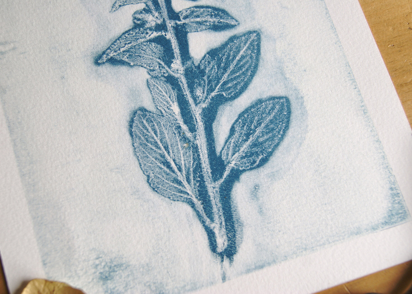 Pressed Wild Borage Relief Print