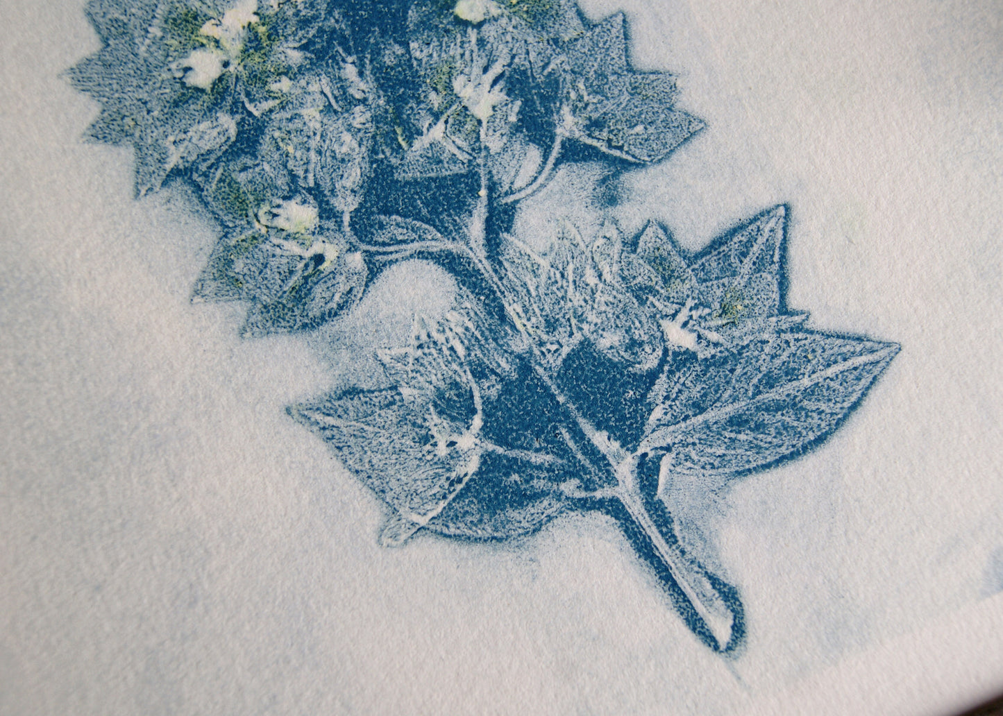 Pressed Loosestrife Relief Print