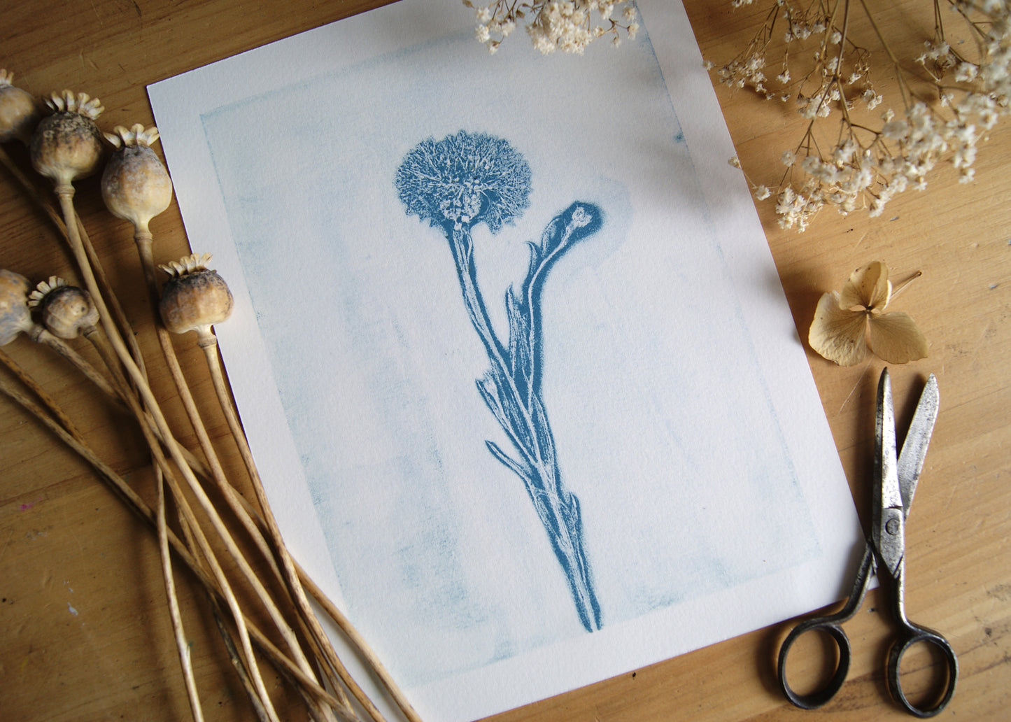 Pressed Wild Cornflower Relief Print