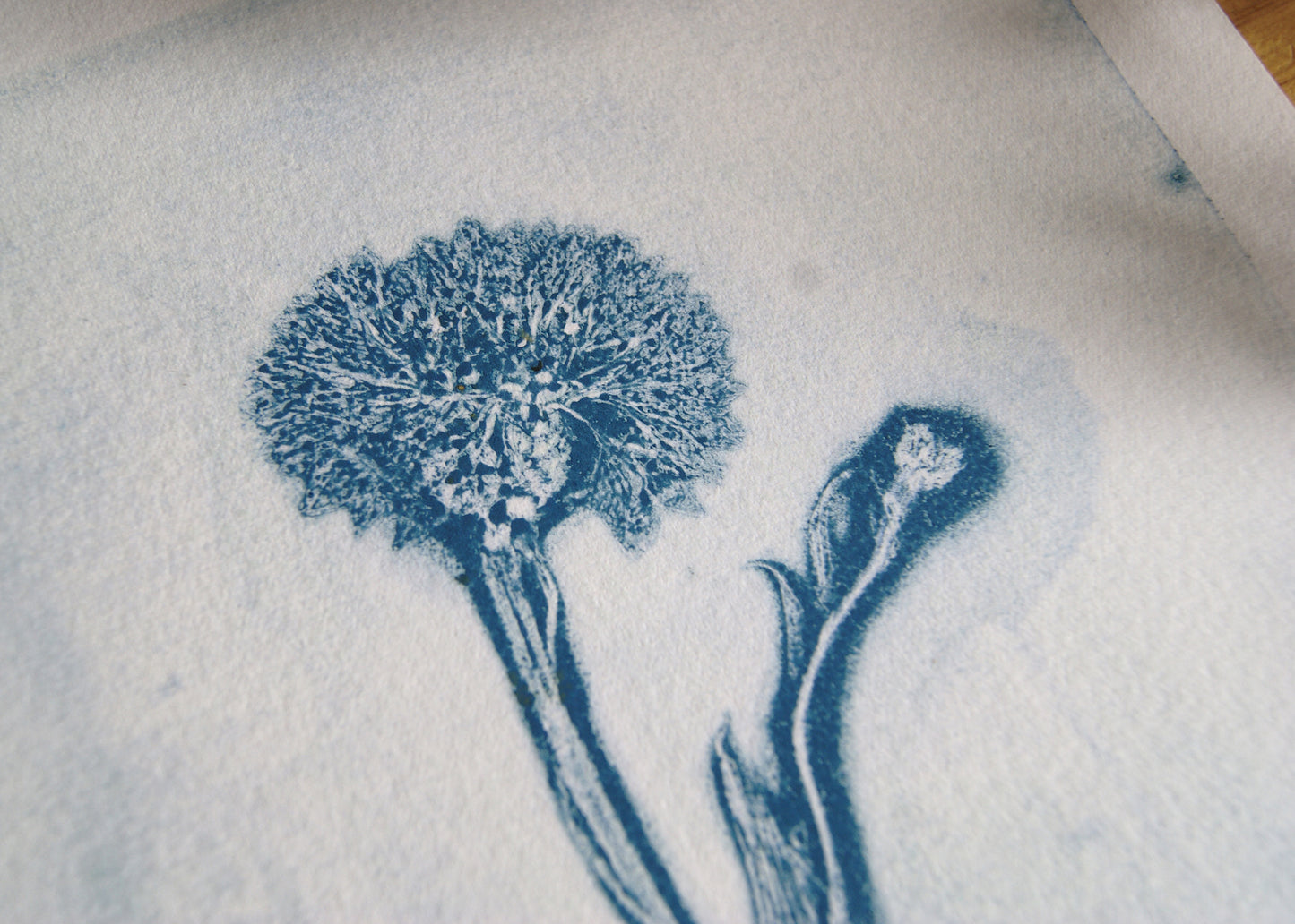 Pressed Wild Cornflower Relief Print