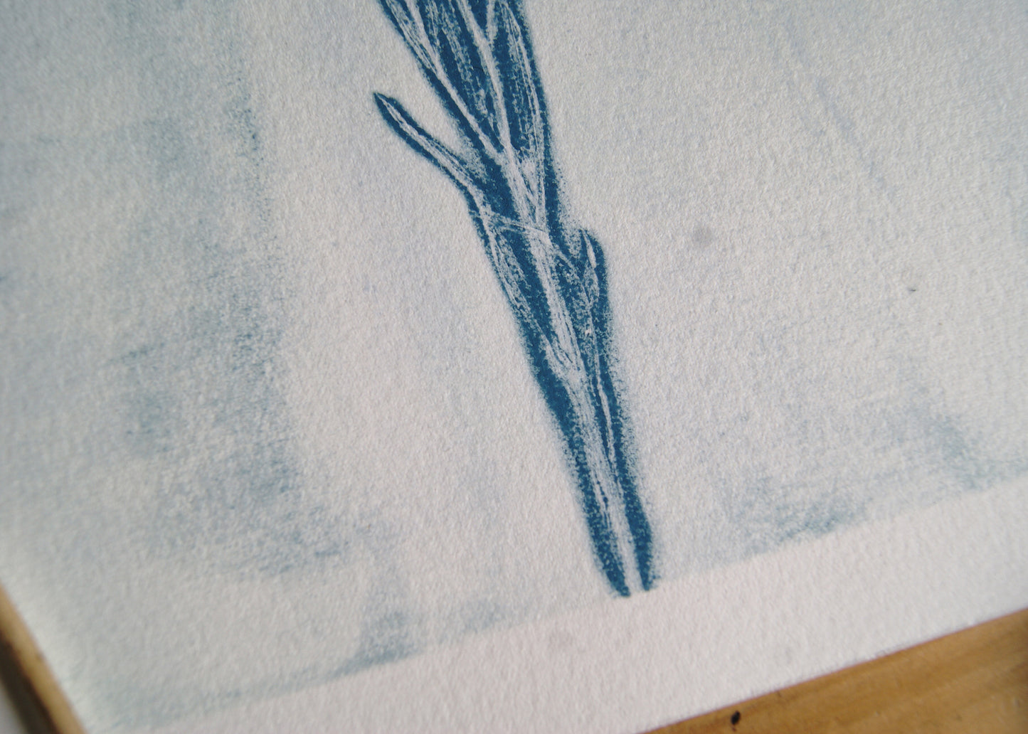 Pressed Wild Cornflower Relief Print