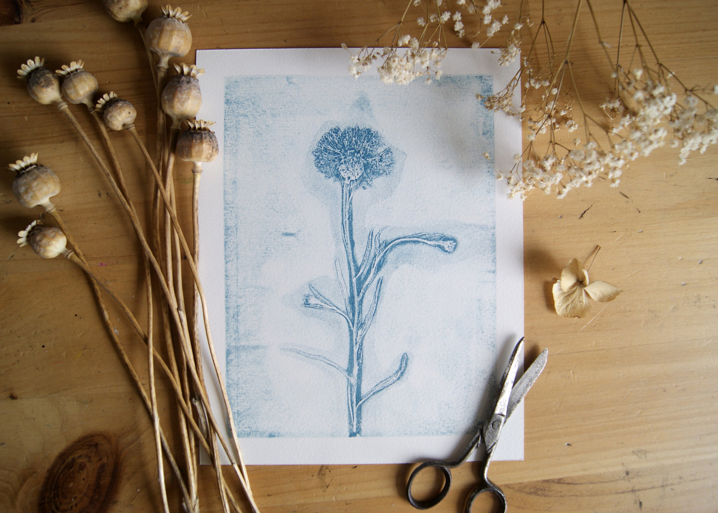 Pressed Wild Cornflower Relief Print