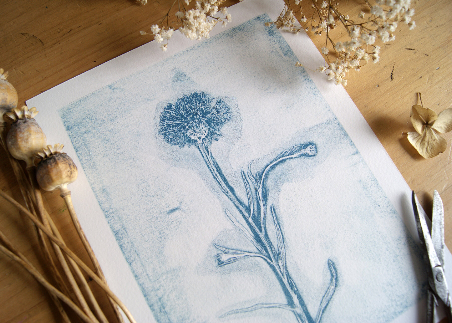 Pressed Wild Cornflower Relief Print