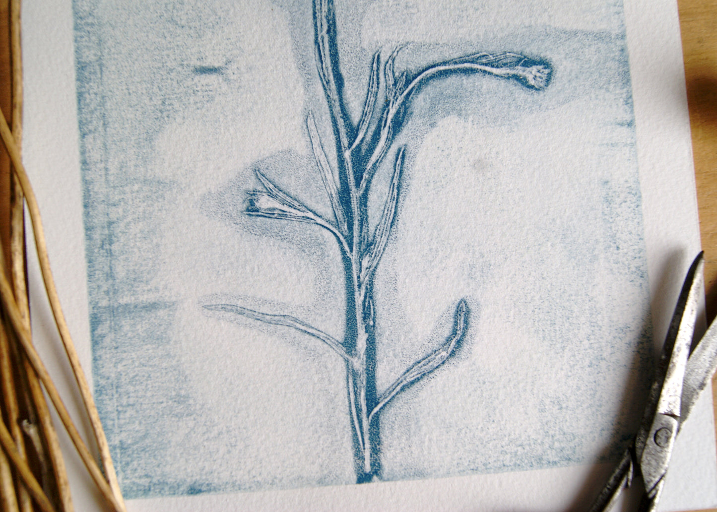 Pressed Wild Cornflower Relief Print